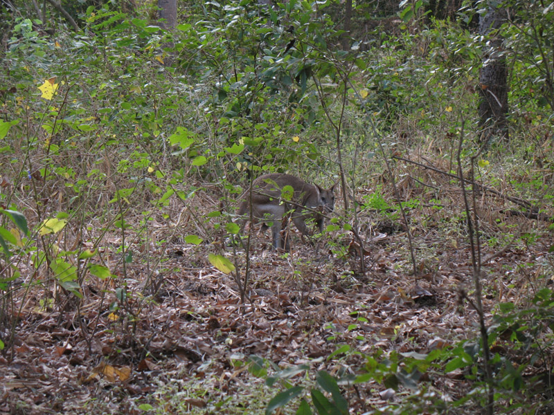 Lakefield National Park - Walkabout